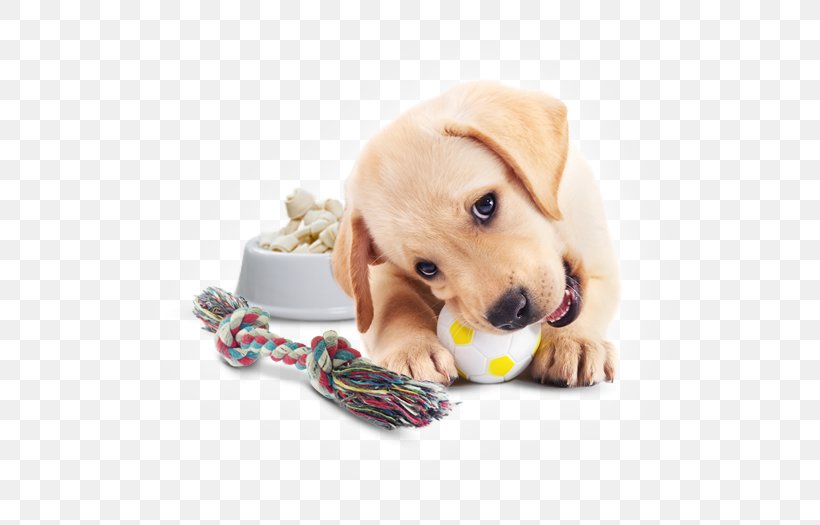 Labrador Retriever Golden Retriever Puppy Yorkshire Terrier, PNG, 575x525px, Labrador Retriever, Carnivoran, Coat, Companion Dog, Designerhunder Download Free