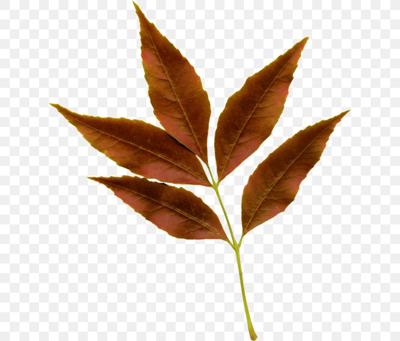 Maple Tree, PNG, 619x699px, Leaf, Branch, Flower, Maple, Maple Leaf Download Free