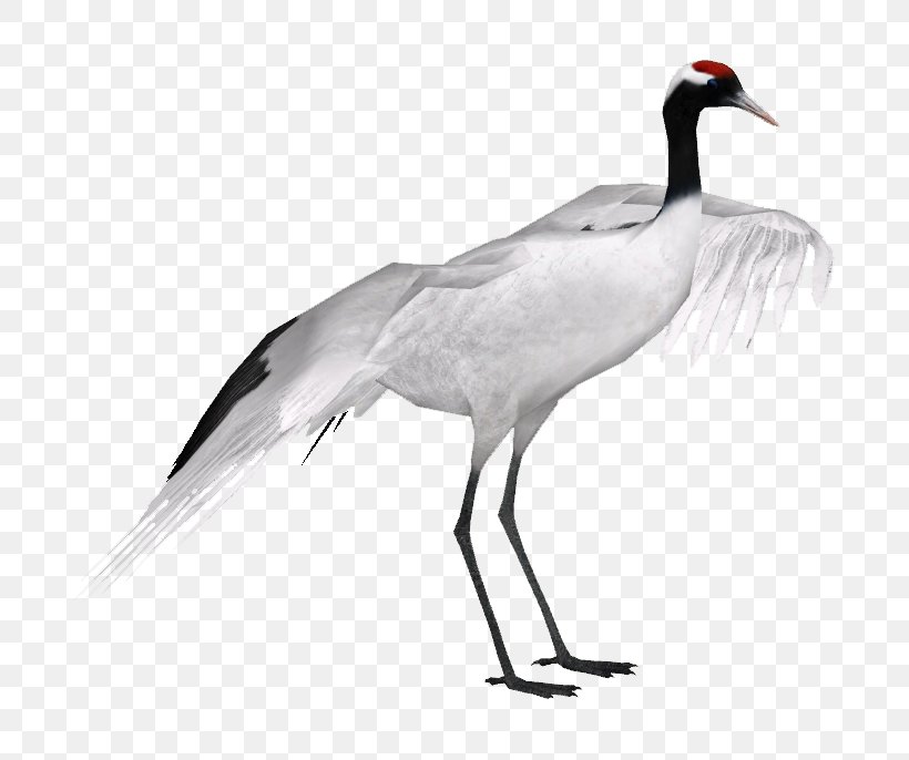 Red-crowned Crane Grey Crowned Crane Black-necked Crane Black Crowned Crane, PNG, 686x686px, Crane, Anatidae, Beak, Bird, Black Crowned Crane Download Free