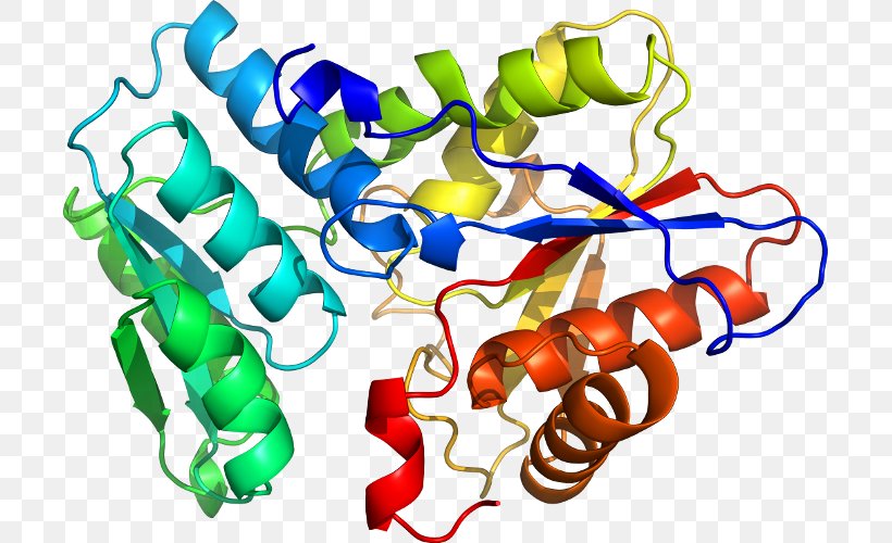 Tryptophan Synthase Enzyme Pyridoxal Phosphate Clip Art, PNG, 703x500px, Enzyme, Area, Artwork, Organism, Protein Subunit Download Free