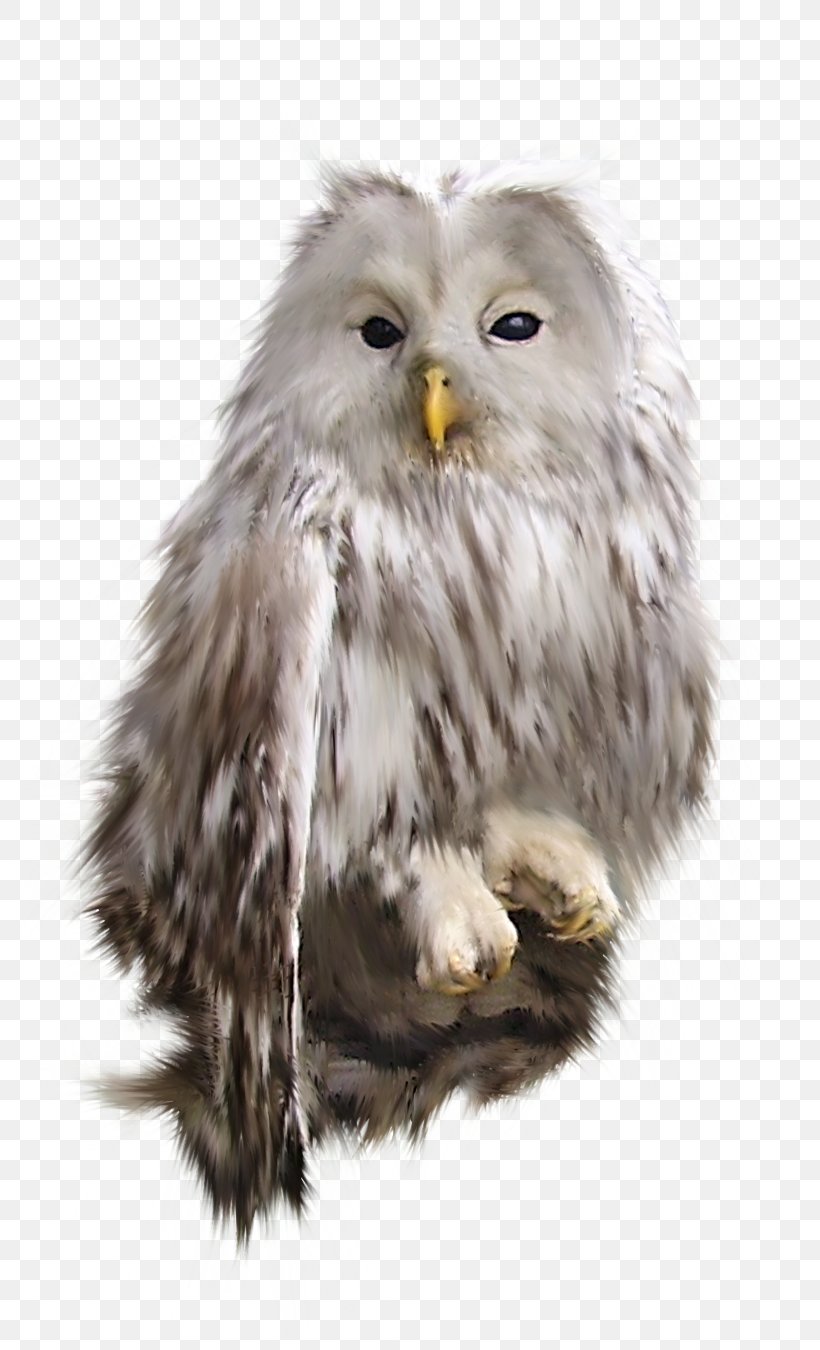 Bird Snowy Owl Clip Art, PNG, 817x1350px, Bird, Animal, Beak, Bird Of Prey, Blog Download Free