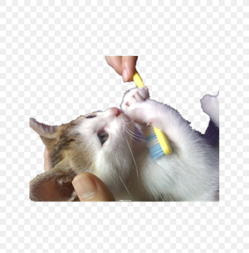 Cat Kitten Toothbrush, PNG, 625x833px, Cat, Black Cat, Borste, Carnivoran, Cat Like Mammal Download Free