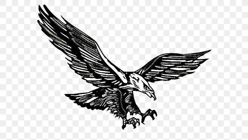 Eagle Logo, PNG, 640x465px, Bald Eagle, Accipitridae, Beak, Bird, Bird Of Prey Download Free