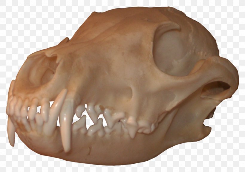 Skull Bone Red Fox Snout Nose, PNG, 1065x750px, Skull, Animal, Anydvd, Art, Bear Download Free