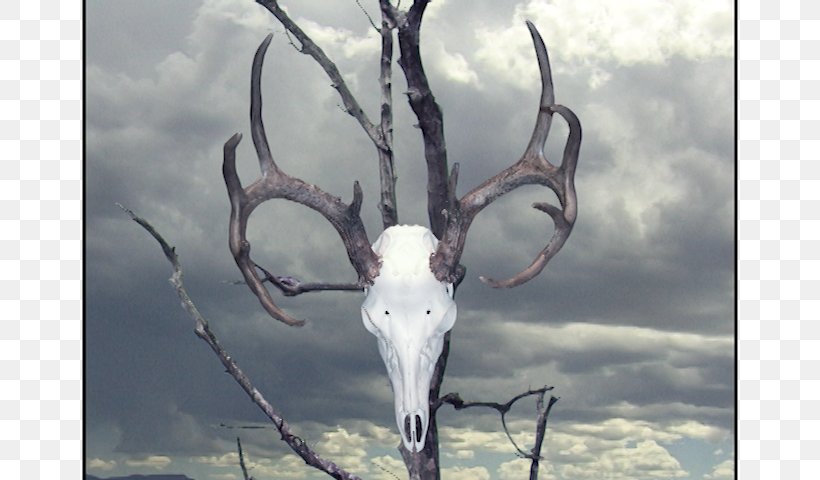 The Faraway Nearby Deer's Skull With Pedernal Georgia O'Keeffe: Paintings Ram's Head, White Hollyhock-Hills, PNG, 720x480px, Faraway Nearby, Antelope, Antler, Art, Art Museum Download Free