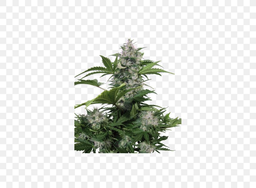 Autoflowering Cannabis Seed Marijuana White Dwarf Red Dwarf, PNG, 600x600px, Autoflowering Cannabis, Cannabis, Grow Shop, Haze, Hemp Download Free