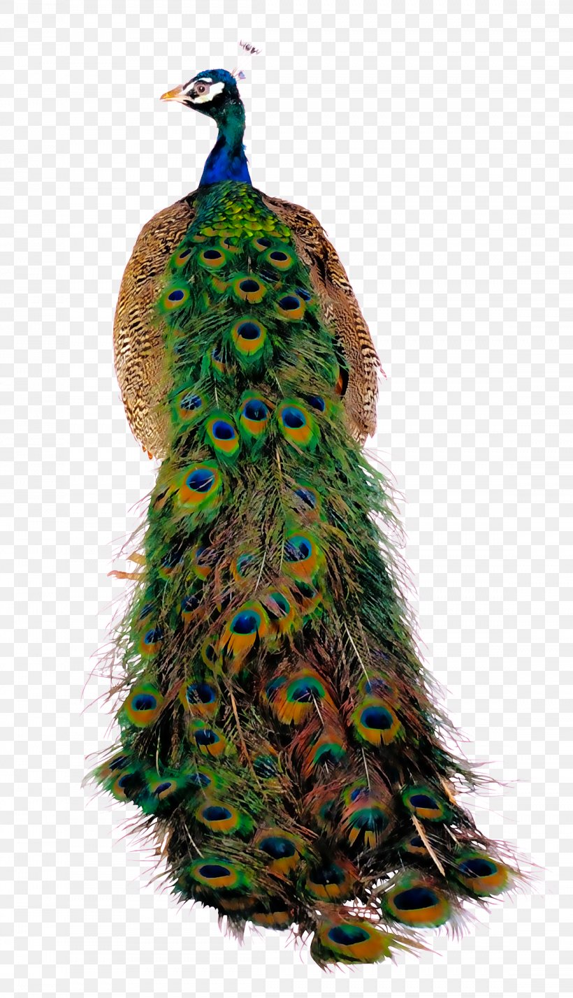 Bird Peafowl, PNG, 1148x2000px, Bird, Christmas Ornament, Christmas Tree, Computer Graphics, Feather Download Free