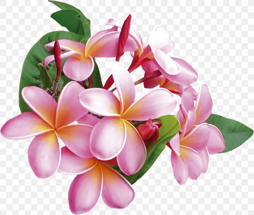 Flower Frangipani, PNG, 1200x1018px, Flower, Blossom, Cut Flowers, Floral Design, Floristry Download Free