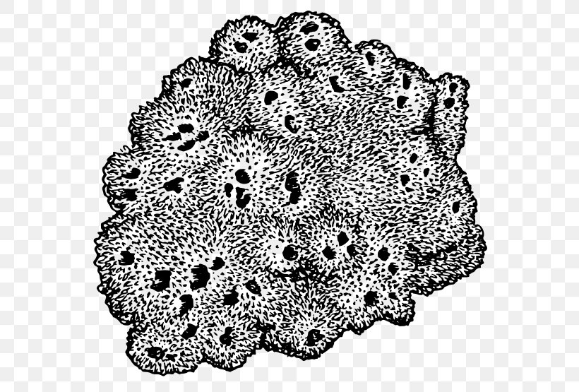 Sponge Drawing Sea Clip Art, PNG, 600x555px, Sponge, Aquatic Animal, Black And White, Color, Coloring Book Download Free