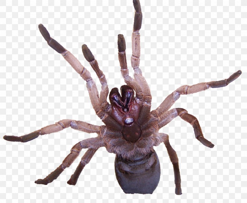 Tarantula Spider Venom Goliath Birdeater Insect, PNG, 2073x1702px, Tarantula, Allergen, Antivenom, Arachnid, Arthropod Download Free
