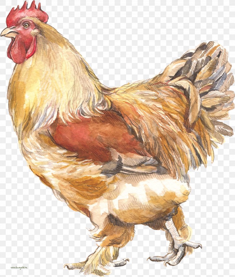 Chicken Rooster Poultry Wine Drawing, PNG, 2997x3537px, Chicken, Beak, Bird, Borboletinha, Chicken Run Download Free
