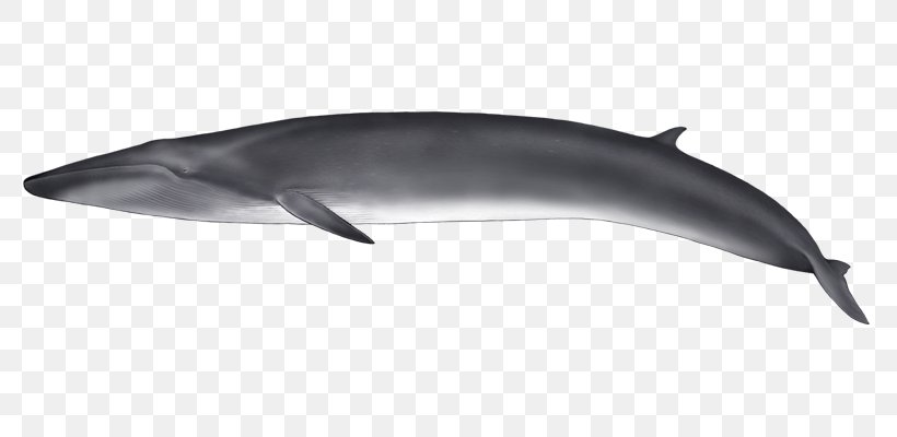 Common Bottlenose Dolphin Tucuxi Short-beaked Common Dolphin Rough-toothed Dolphin White-beaked Dolphin, PNG, 800x400px, Common Bottlenose Dolphin, Beaked Whale, Bottlenose Dolphin, Cetacea, Dolphin Download Free