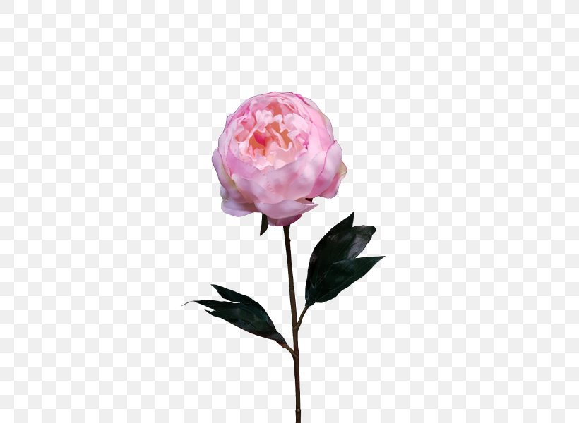 Garden Roses Centifolia Roses Peony Cut Flowers Plant Stem, PNG, 800x600px, Garden Roses, Artificial Flower, Bud, Centifolia Roses, Cranberry Download Free