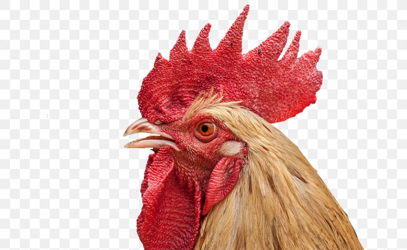 Rooster Face Chicken, PNG, 860x528px, Rooster, Animal, Beak, Bird, Chicken Download Free