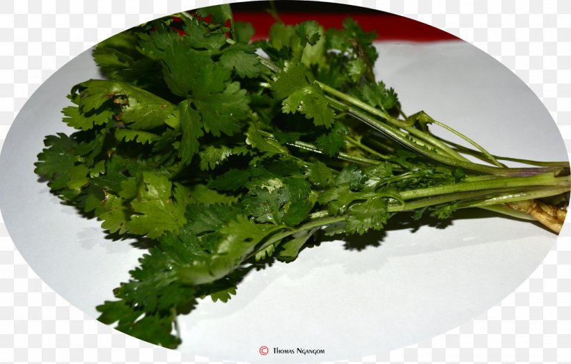 Vegetarian Cuisine Leaf Vegetable Broccoli Rapini, PNG, 1600x1021px, Vegetarian Cuisine, Broccoli, Coriander, Dish, Food Download Free