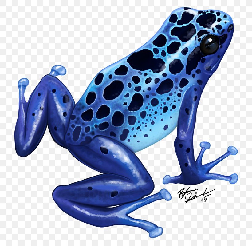 Blue Poison Dart Frog Green And Black Poison Dart Frog Drawing, PNG, 800x800px, Frog, Amphibian, Animal Figure, Arrow Poison, Blue Poison Dart Frog Download Free