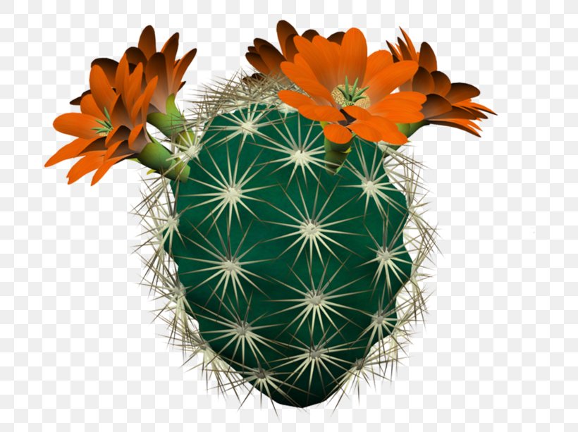 Hedgehog Cacti Cactaceae Strawberry Hedgehog Cactus Clip Art, PNG, 699x613px, Hedgehog Cacti, Astrophytum, Cactaceae, Cactus, Caryophyllales Download Free