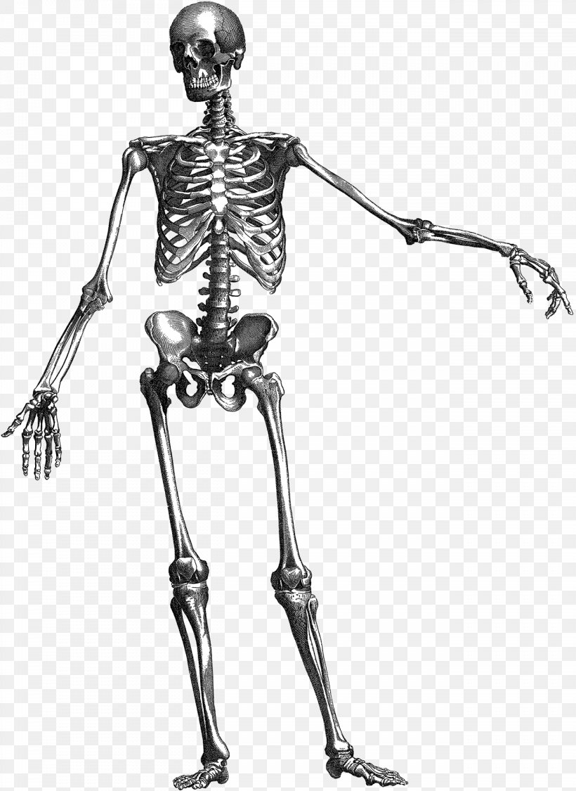 Human Skeleton Skull Anatomy, PNG, 1312x1800px, Human Skeleton, Anatomy, Arm, Art, Black And White Download Free