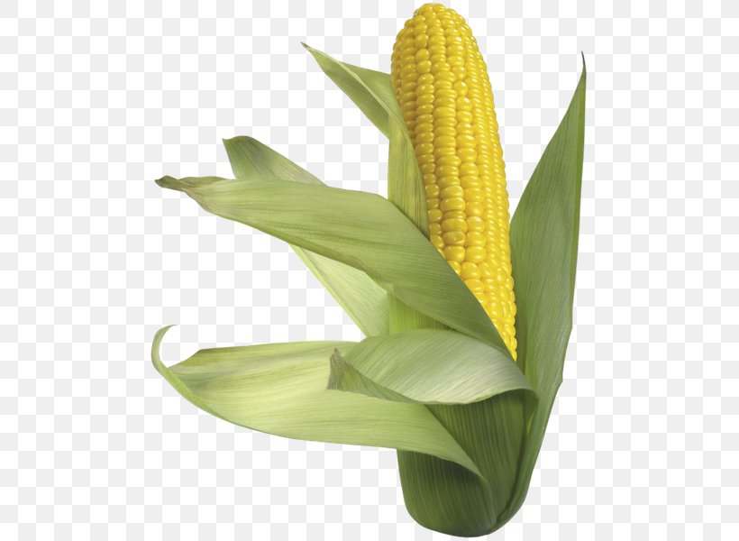 Maize Sweet Corn Corn On The Cob Flour, PNG, 493x600px, Maize, Cereal, Commodity, Corn On The Cob, Flour Download Free