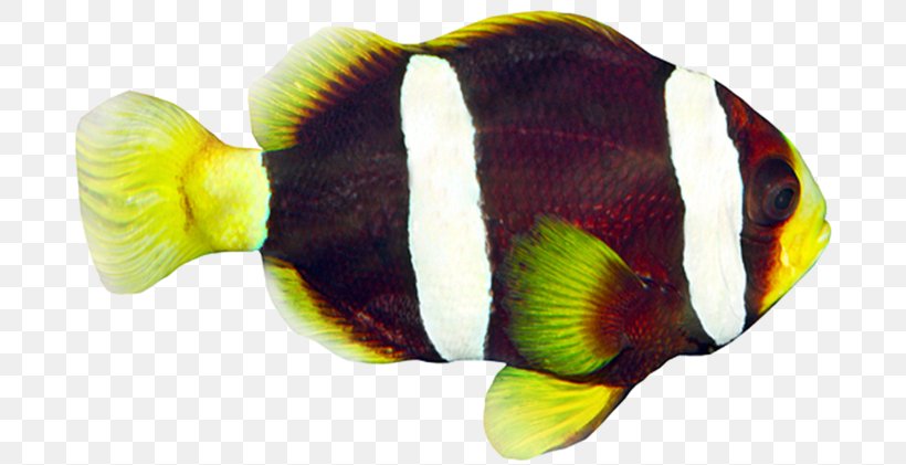 Striped Surgeonfish Tropical Fish Freshwater Angelfish Red Lionfish, PNG, 700x421px, Fish, Acanthurus, Angelfish, Blue Tang, Clownfish Download Free