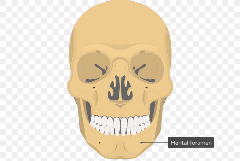 Vomer Nasal Bone Ethmoid Bone Facial Skeleton, PNG, 682x550px, Vomer, Anatomy, Bone, Ethmoid Bone, Facial Skeleton Download Free