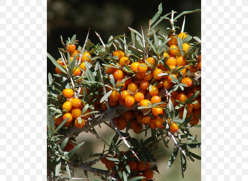 Seaberry Seed Shrub Buckthorn, PNG, 600x600px, Seaberry, Ascorbic Acid, Beerenobst, Berry, Buckthorn Download Free