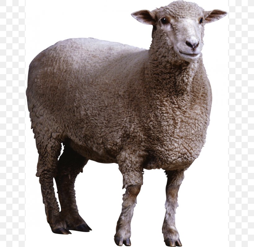 Sheep Image Resolution Clip Art, PNG, 800x800px, Sheep, Clipping Path, Cow Goat Family, Fur, Gimp Download Free