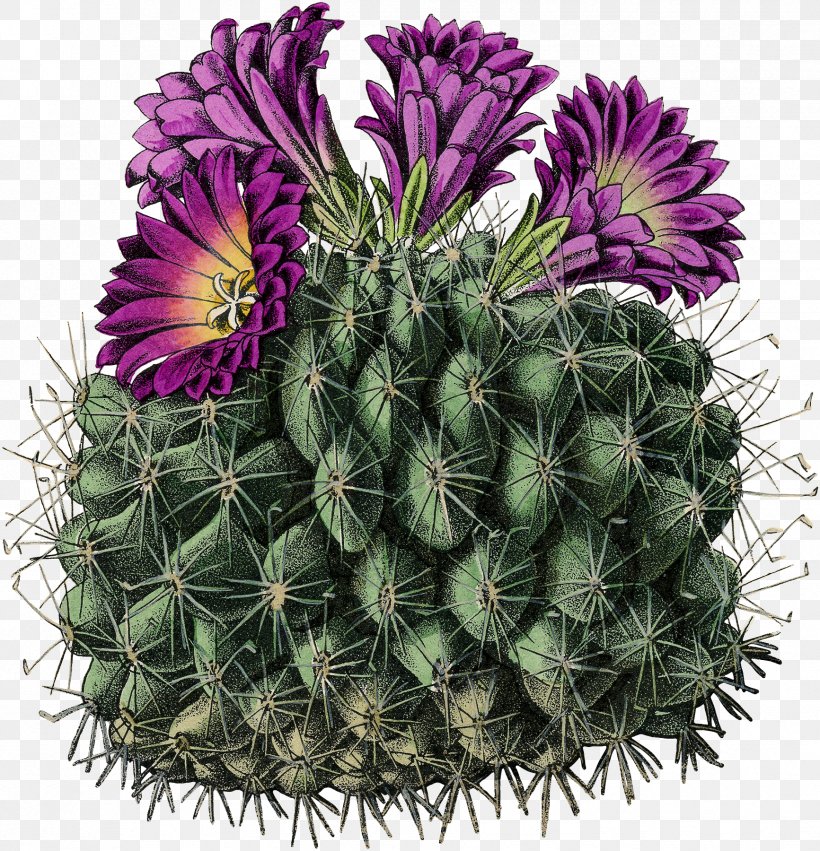 Cactus Turbinicarpus Horripilus Stock Photography Image, PNG, 1733x1800px, Cactus, Alamy, Areole, Biological Classification, Caryophyllales Download Free