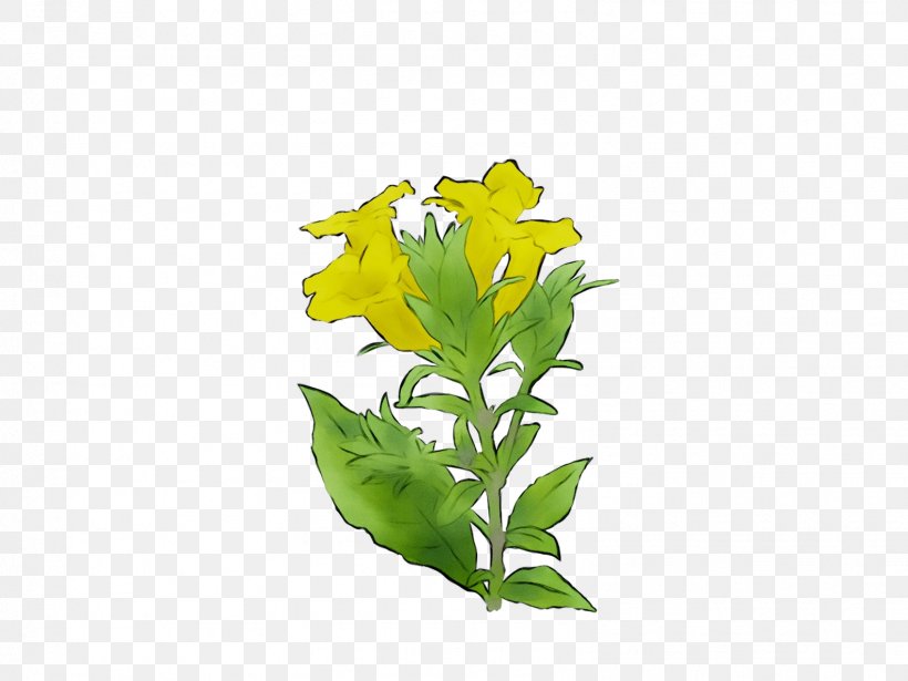 Leaf Flowering Plant Plant Stem Tree, PNG, 1581x1186px, Leaf, Aquarium Decor, Botany, Common Evening Primrose, Evening Primrose Download Free