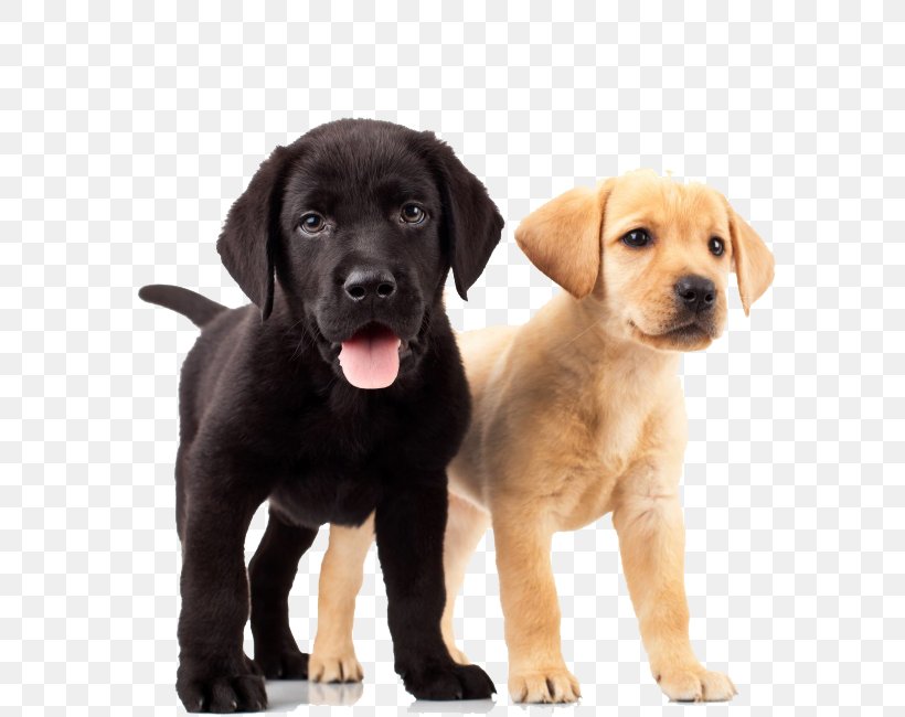 Labrador Retriever Golden Retriever Puppy Dog Breed, PNG, 650x650px, Labrador Retriever, Animal, Breed, Canadian Kennel Club, Carnivoran Download Free