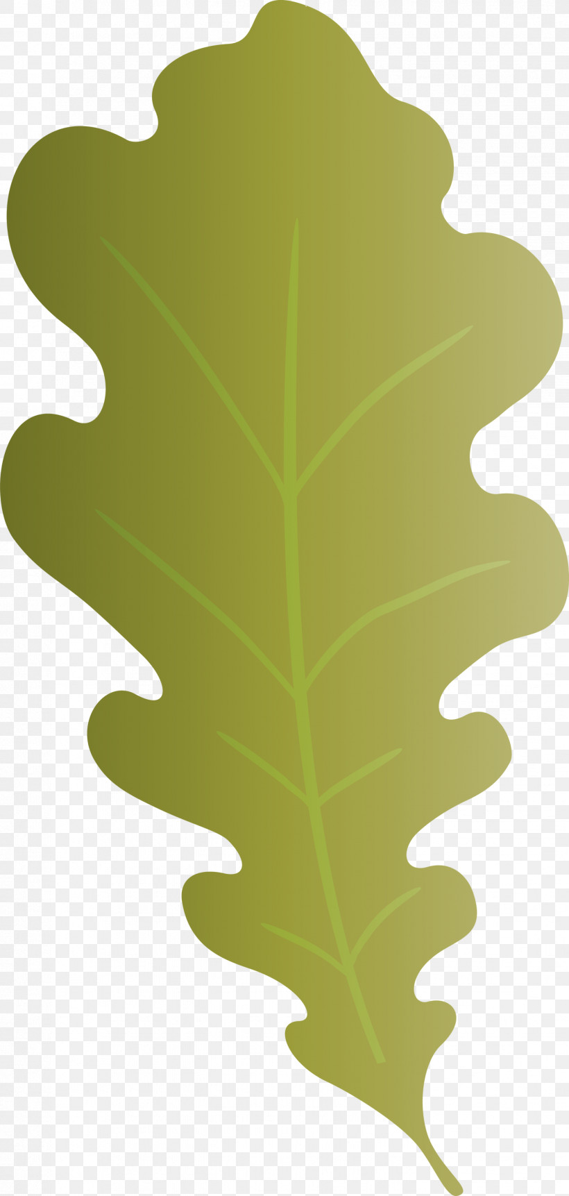 Oak Leaf, PNG, 1427x3000px, Oak Leaf, Biology, Leaf, Plant Structure, Plants Download Free