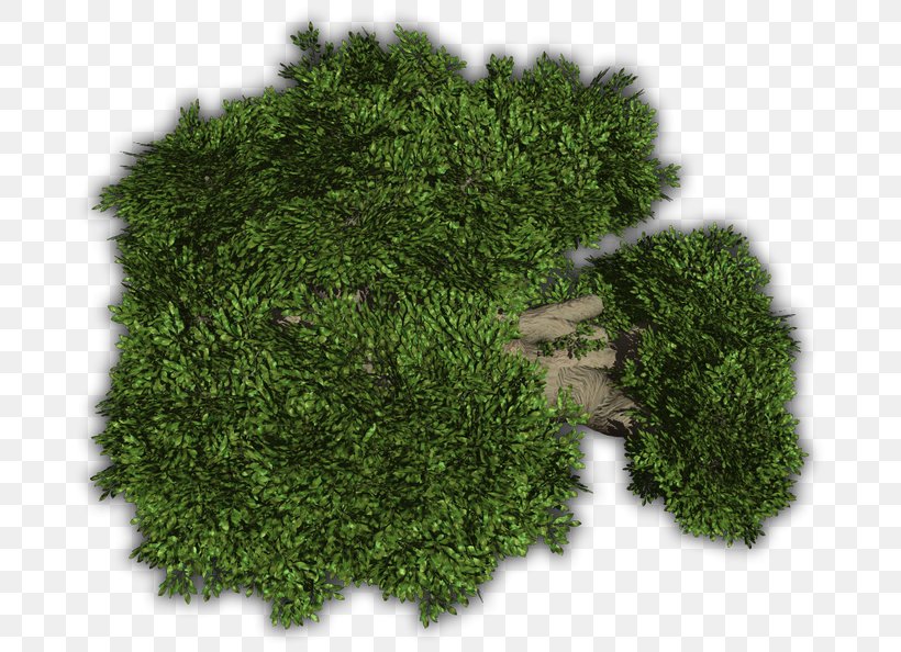 Vegetation Evergreen Groundcover Shrub Tree, PNG, 694x594px, Vegetation, Evergreen, Grass, Groundcover, Herb Download Free