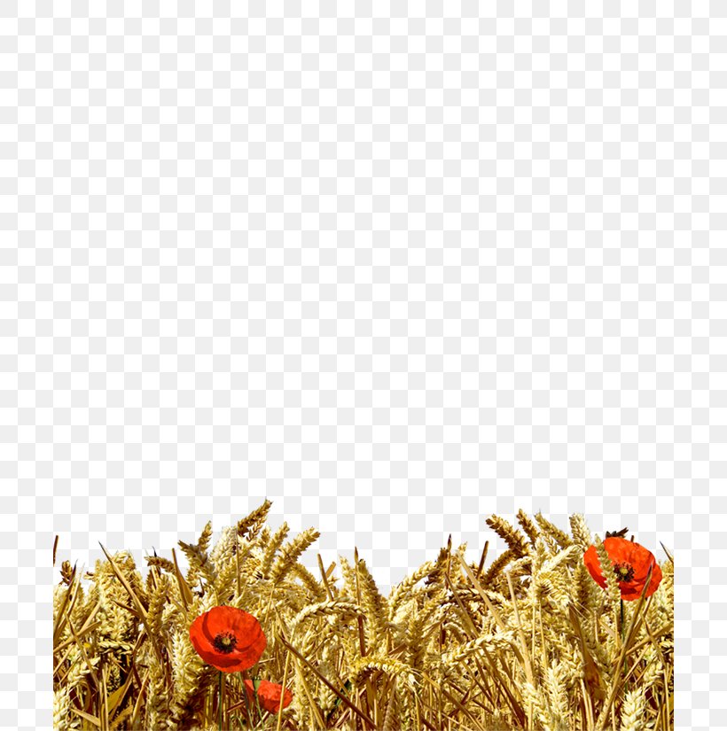 Wheat Ear Cereal Harvest Gunny Sack, PNG, 700x825px, Wheat, Cereal, Commodity, Cornice, Decoratie Download Free
