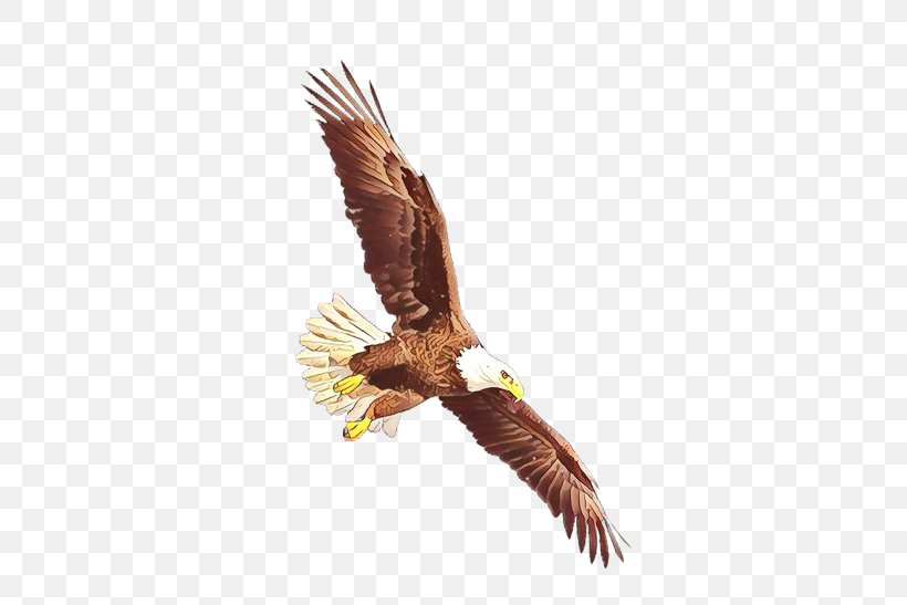 Bird Bald Eagle Eagle Bird Of Prey Accipitridae, PNG, 589x547px, Cartoon, Accipitridae, Bald Eagle, Beak, Bird Download Free