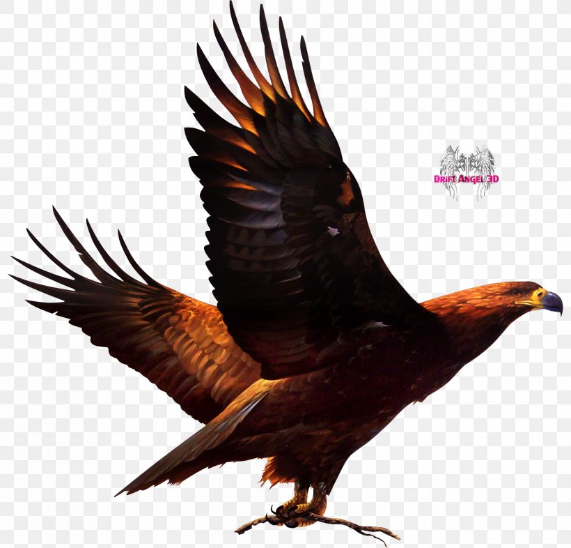 Bird Of Prey Ronda United States Accipitriformes, PNG, 1500x1439px, Bird, Accipitriformes, Animal, Beak, Bird Of Prey Download Free