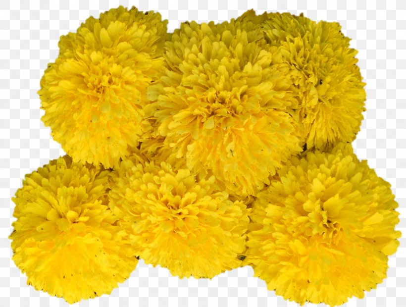 Cut Flowers Yellow Mimosa Chrysanthemum, PNG, 1004x760px, Cut Flowers, Chrysanthemum, Chrysanths, Dandelion, English Marigold Download Free