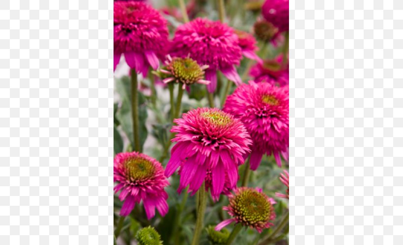 Echinacea Purpurea Aster Perennial Plant Flower Garden, PNG, 500x500px, Echinacea Purpurea, Annual Plant, Aster, Blanket Flowers, Blossom Download Free