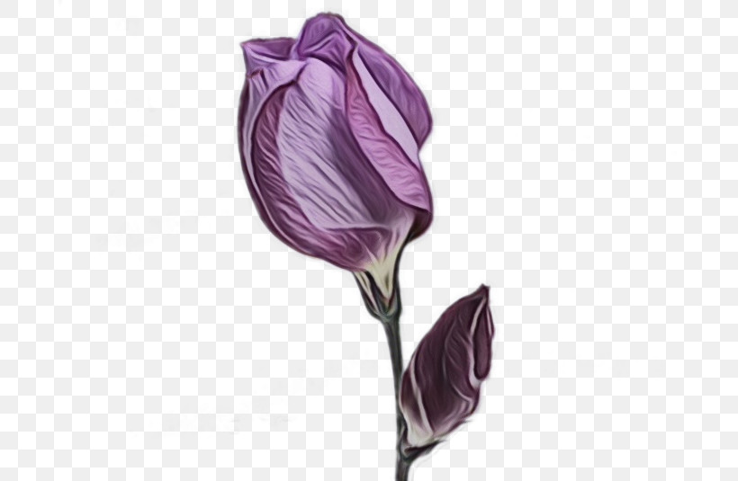 Flower Purple Plant Violet Bud, PNG, 713x535px, Watercolor, Anthurium, Arum Family, Bud, Cut Flowers Download Free