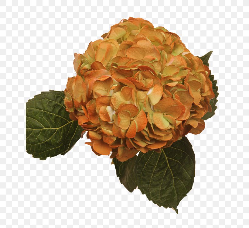 Hydrangea Flowers Gallery Orange Red Cut Flowers, PNG, 650x750px, Hydrangea, Amethyst, Art Museum, Cornales, Cut Flowers Download Free