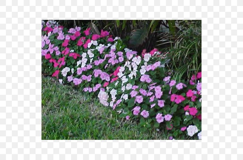 Impatiens Pink Annual Plant Shade Garden, PNG, 540x540px, Impatiens, Annual Plant, Aubretia, Back Garden, Busy Lizzie Download Free