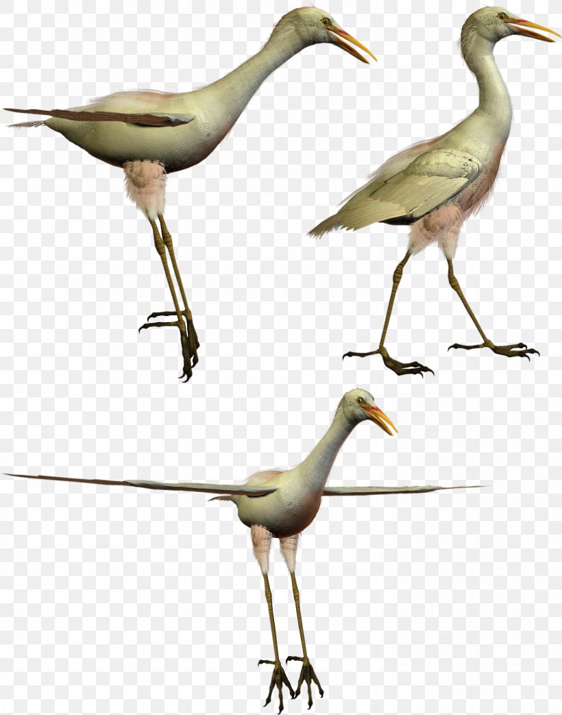 White Stork Bird Crane PhotoScape Clip Art, PNG, 2961x3769px, White Stork, Ardea, Beak, Bird, Ciconia Download Free