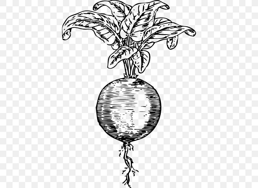 Beetroot Sugar Beet Vegetable Clip Art, PNG, 426x599px, Beetroot, Artwork, Black And White, Branch, Carrot Download Free