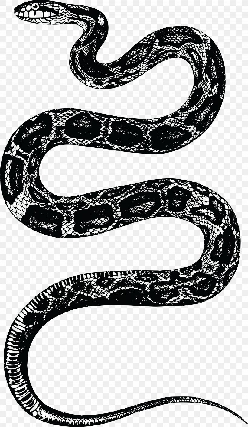 Corn Snake Rattlesnake Clip Art, PNG, 4000x6895px, Snake, Black And White, Black Rat Snake, Boa Constrictor, Boas Download Free