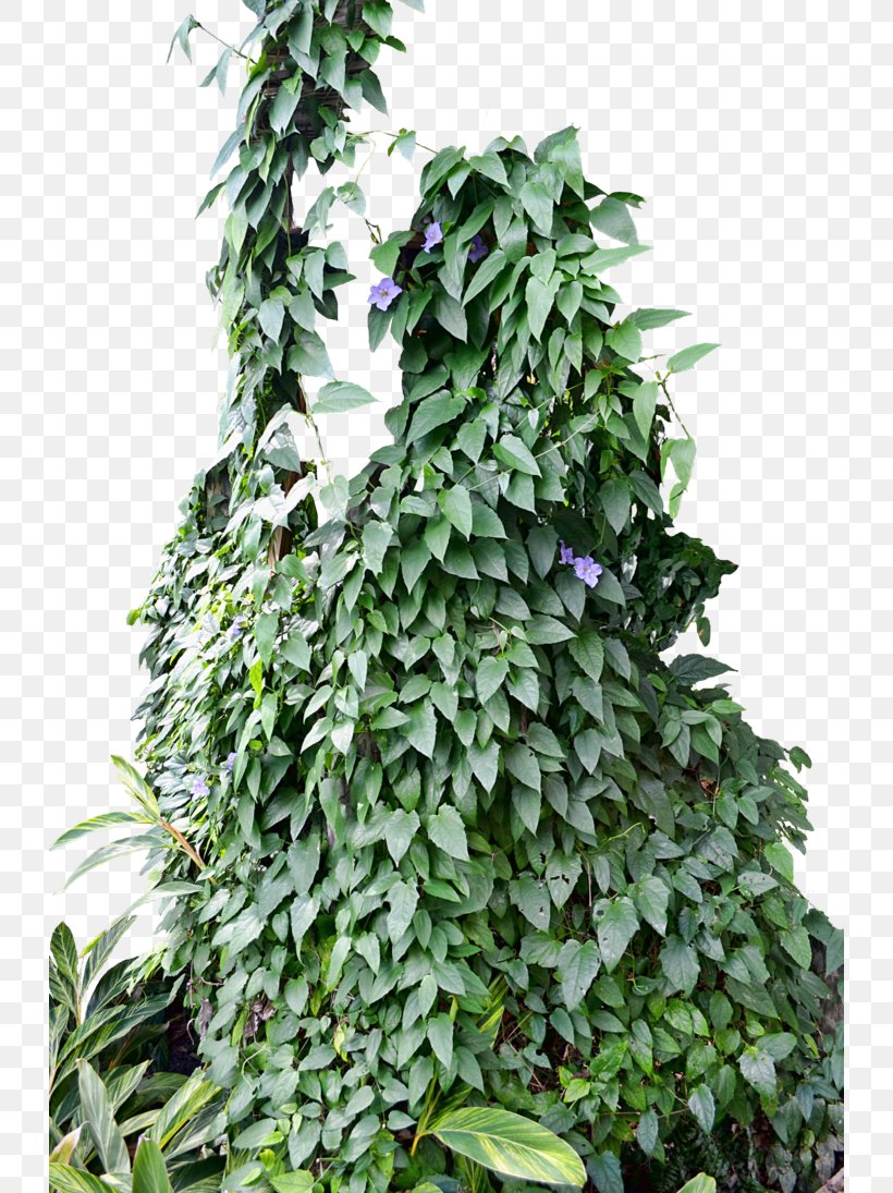 Ivy Vine Plant Photography, PNG, 730x1095px, Ivy, Deviantart, Evergreen, Flower, Leaf Download Free