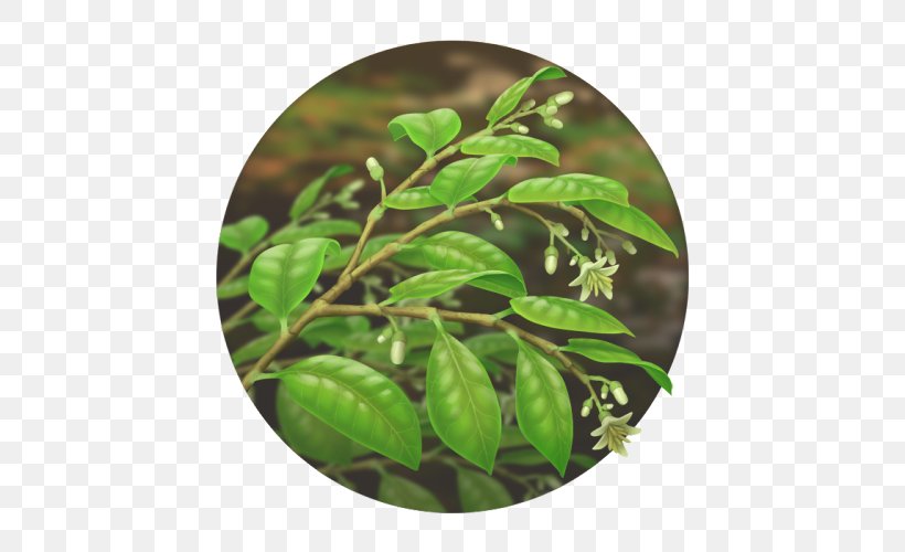 Leaf Herb Tree, PNG, 500x500px, Leaf, Herb, Plant, Tree Download Free