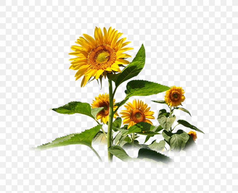 Decorative Sunflowers, PNG, 992x808px, Common Sunflower, Cut Flowers, Daisy Family, Floral Design, Floristry Download Free