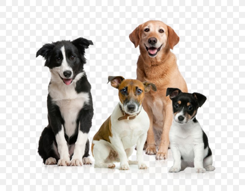 Dog Puppy American Kennel Club, PNG, 640x640px, Dog, American Kennel Club, Breed Group Dog, Companion Dog, Dog Breed Download Free
