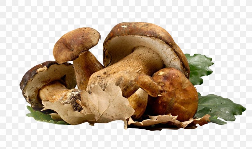 Poznajemy Grzyby Fungus Mushroom Auglis Shiitake, PNG, 1417x841px, Fungus, Auglis, Berry, Boletus Edulis, Cep Download Free