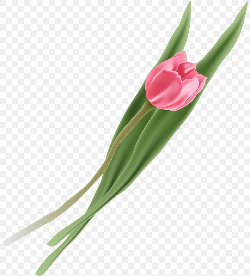 Tulip Flower, PNG, 806x904px, Tulip, Flower, Flowering Plant, Freeware, Gratis Download Free