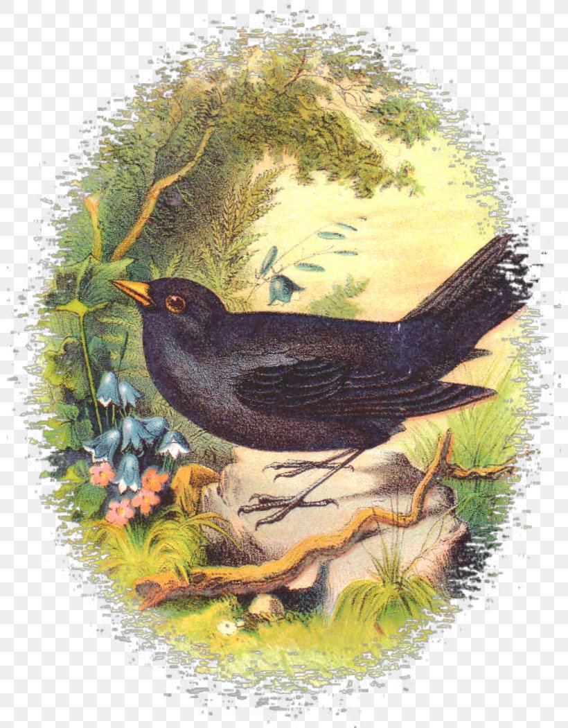 Beak Ecosystem Fauna Drawing, PNG, 800x1050px, Beak, Bird, Bird Nest, Drawing, Ecosystem Download Free